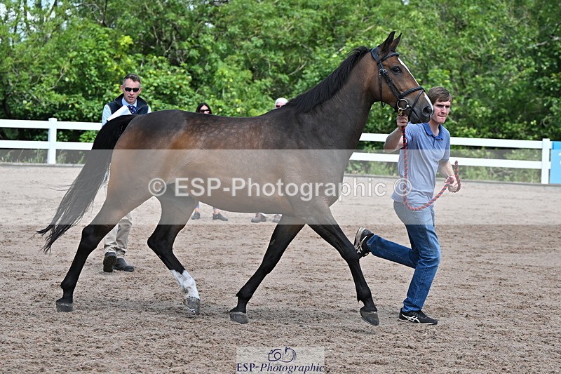 240718A-105246-01128 - Trot Up 12pm to 1pm