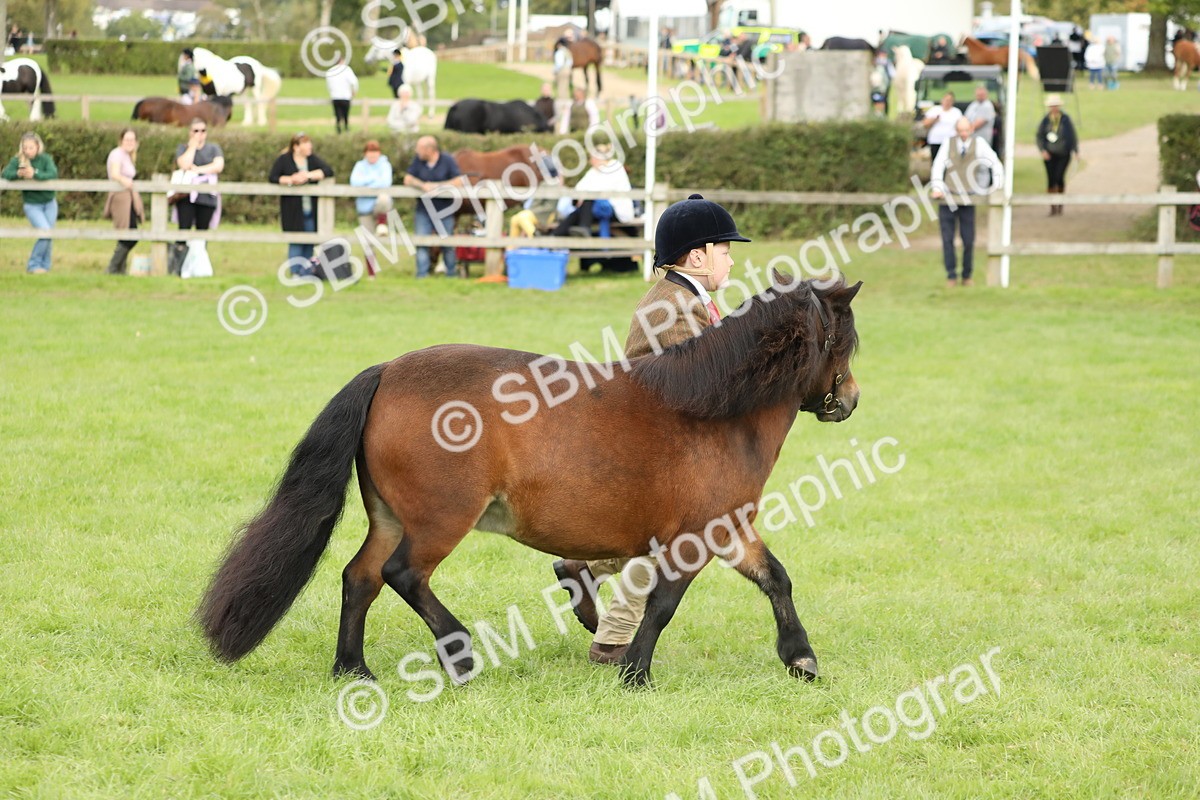 SBM_62792 - S46 - Mountain & Moorland In Hand Small Breeds