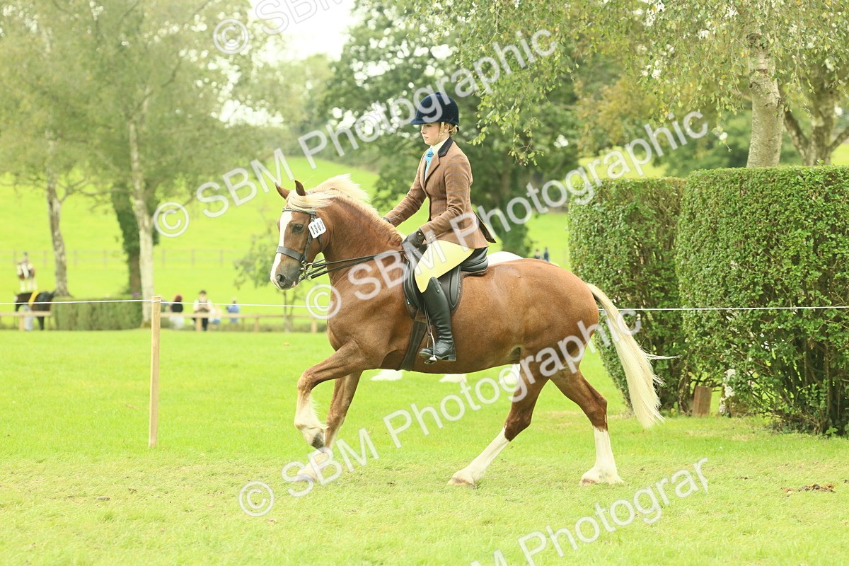 SBM_72065 - S60 - Mountain & Moorland Ridden Large Breeds