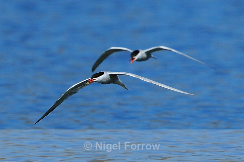 Common Tern with fish being chased by another at Farmoor - Common Tern