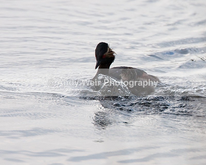 20080604-0059 - Black-necked Grebe
