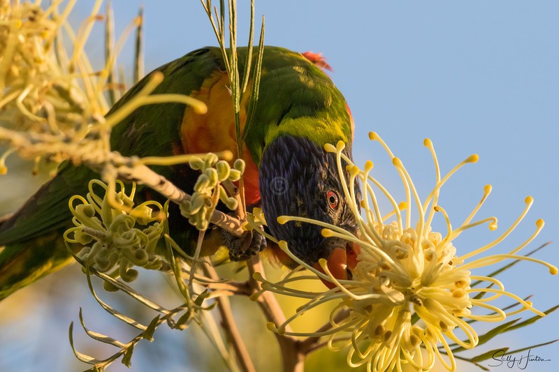 Lorikeet with nectar 5