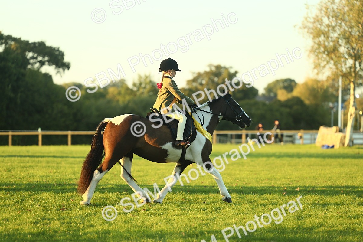 SBM_56609 - Fun & Versatile Supreme Championship