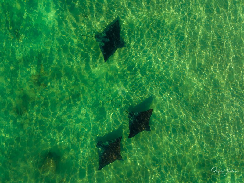 Spotted Eagle Rays 2 - Marine Wildlife
