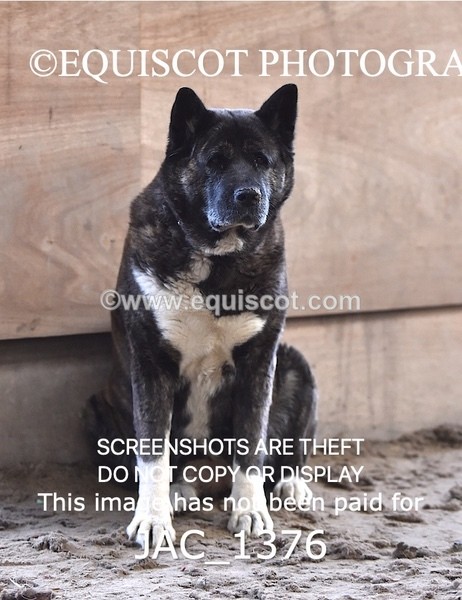 JAC_1376 - CLASS 1 60CM