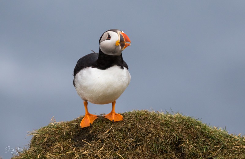 Cute Puffin 1