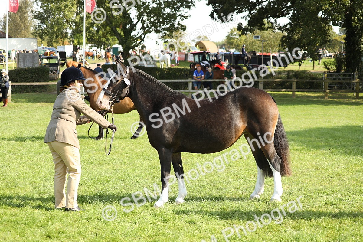 SBM_62343 - S45 - Mini Show Cob In Hand