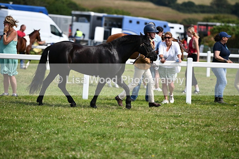 DSC_8282 - Class 68: Part Bred In Hand M & M