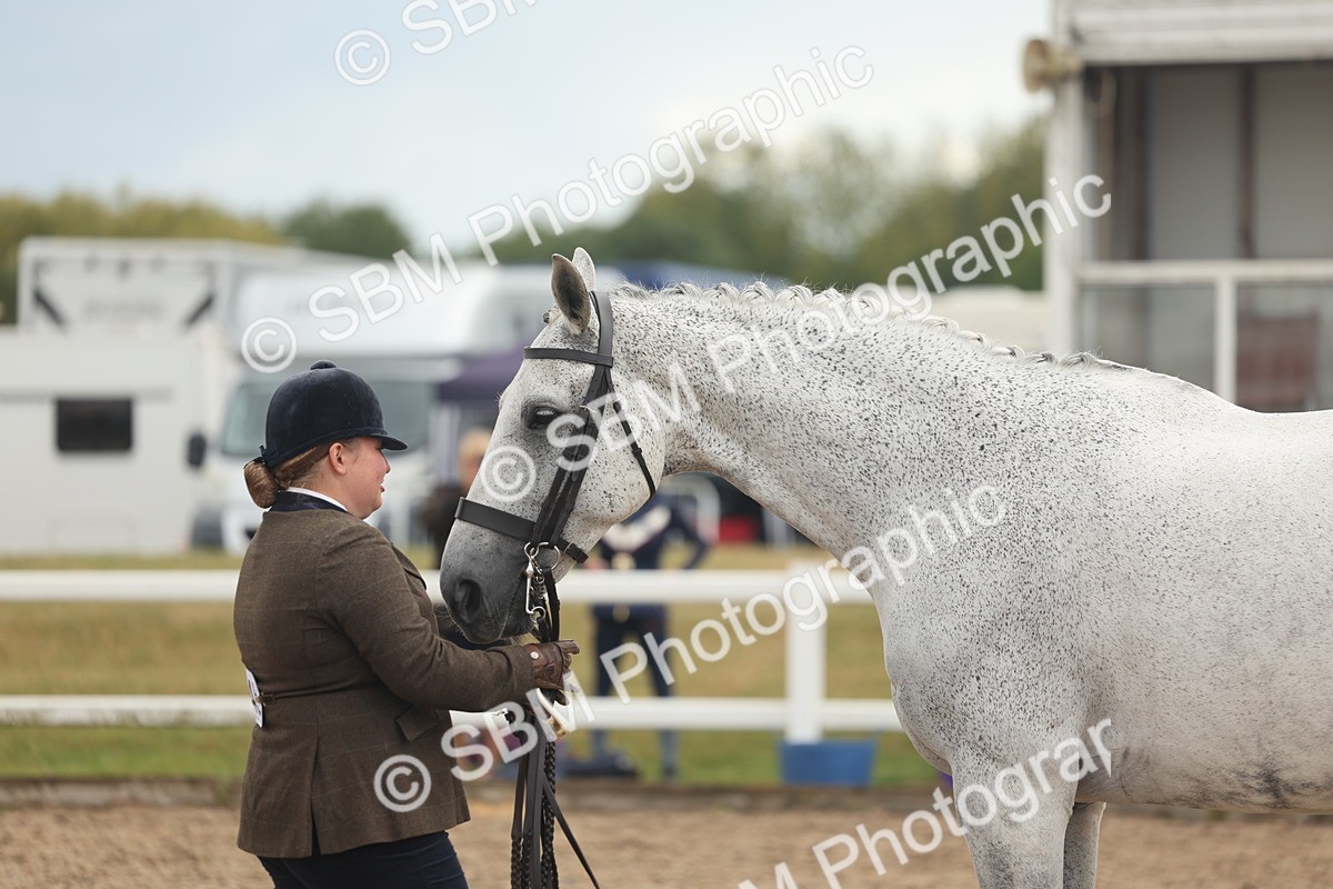 SBM_07926 - Class 28 - IH Veteran Horse