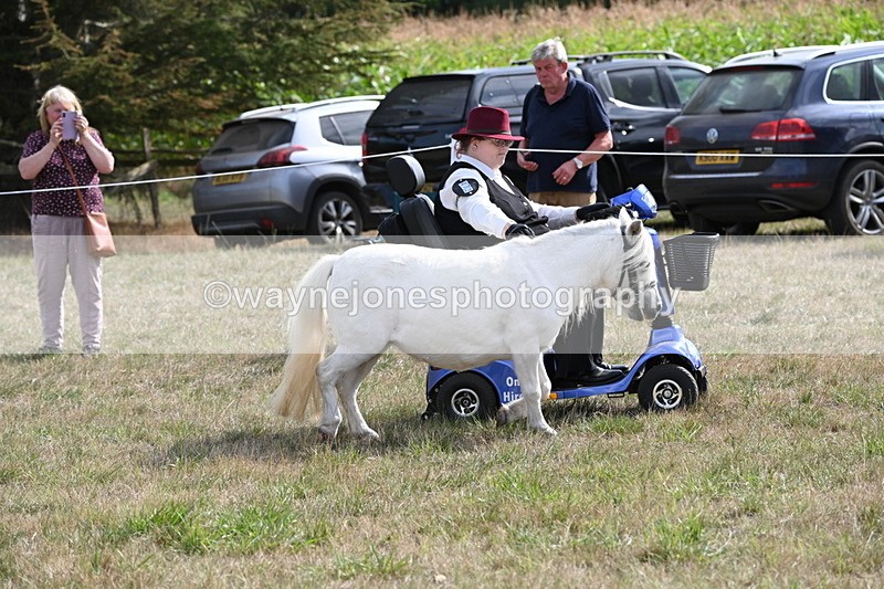WJ6_6918 - Class 21 Shetland & Mini Horses