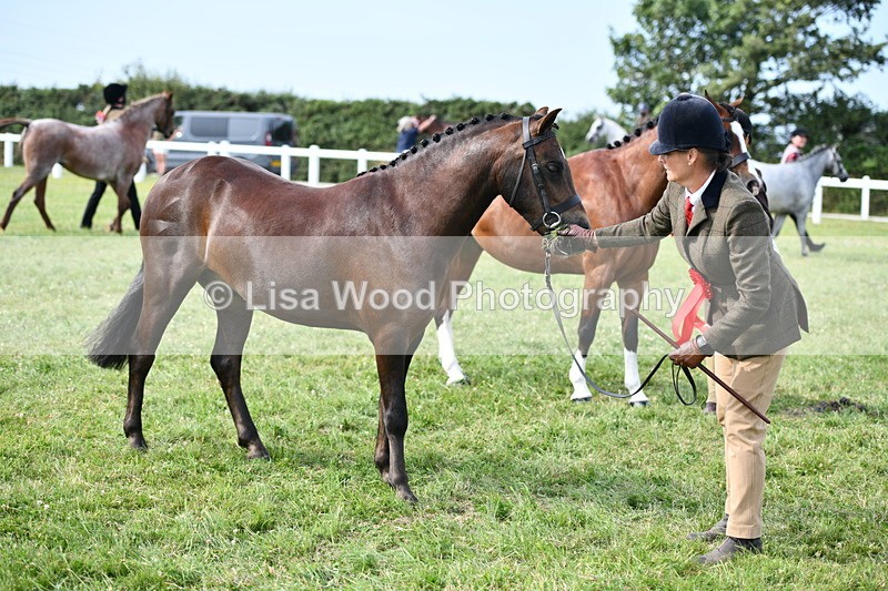 DSC_9166 - SP/SHP Pony Breeding Championship