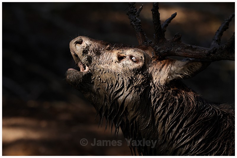 Cooling the Blood - Latest Work