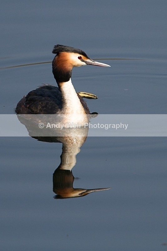 20120324-_MG_9901 - Gt. Crested & Little Grebes