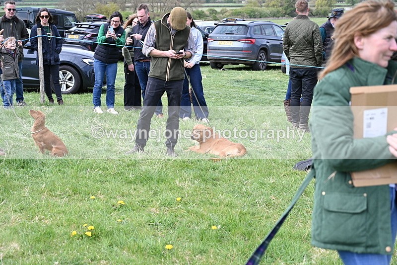 WJ6_8757 - Class 8 Best Working / Gun Dog or Bitch