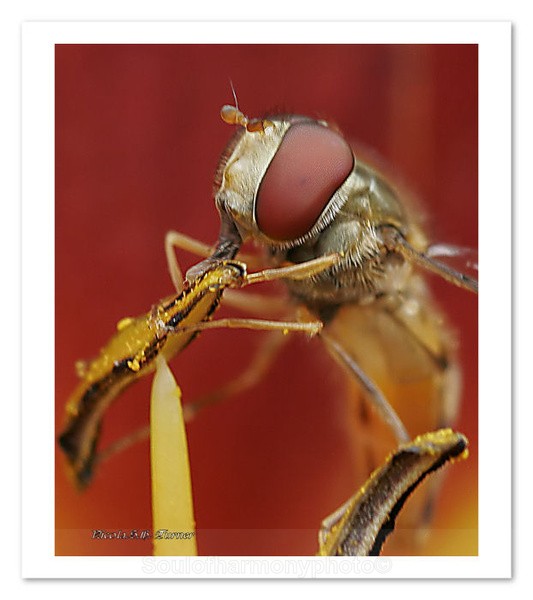  - Invertebrate's Macro
