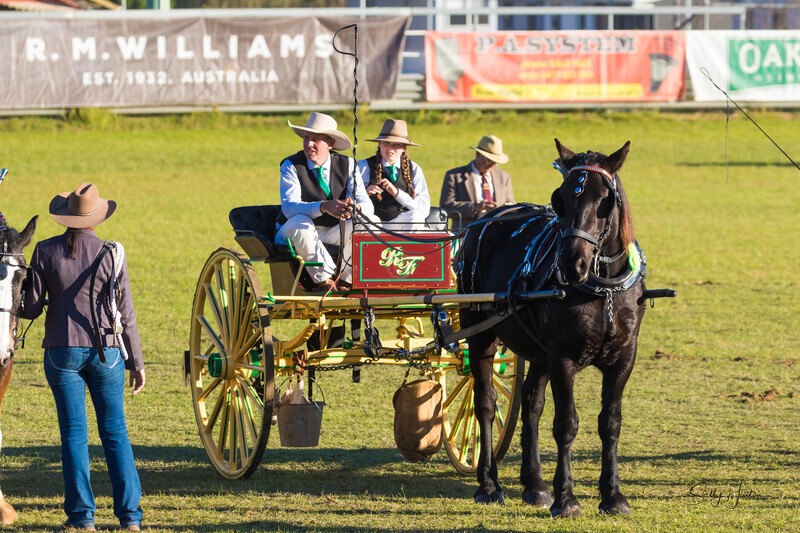 Harness Driving Challenge 36. 0A3A9769 - 2025 Senic Rim Clydesdale Spectacular
