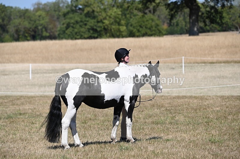WJ6_8534 - Class 37b Best Loan Pony In-hand