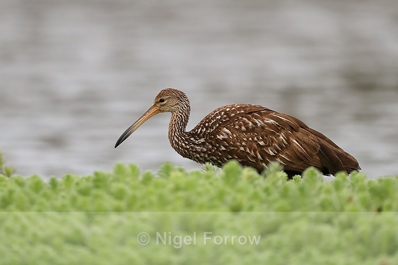 Limpkin at Harns Marsh, Florida, USA - Limpkin
