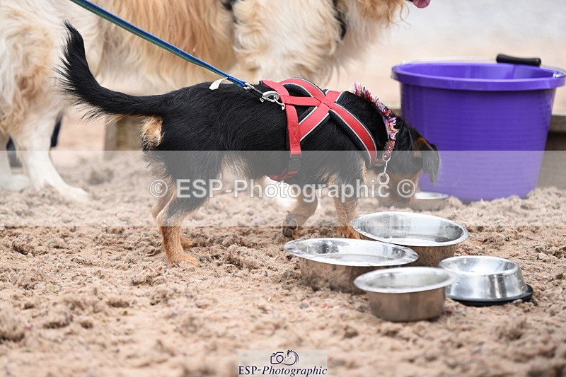 240518A-110620-00737 - Cls 1 Cutest Puppy