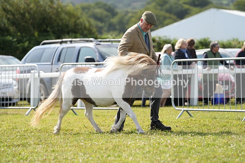 DSC05241 - Class 49: NPS Shetland 4 years and over