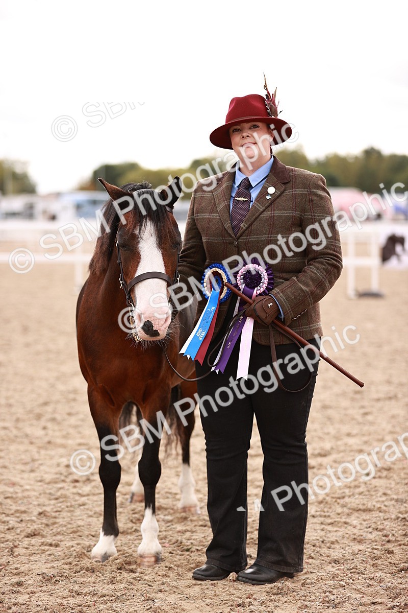 SBM_16247 - Class412 - Handsome Gelding (IH  or Ridden) Adult
