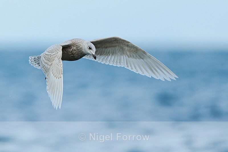 Juvenile Iceland Gull in flight, Grundarfjörður, Iceland - Iceland Gull