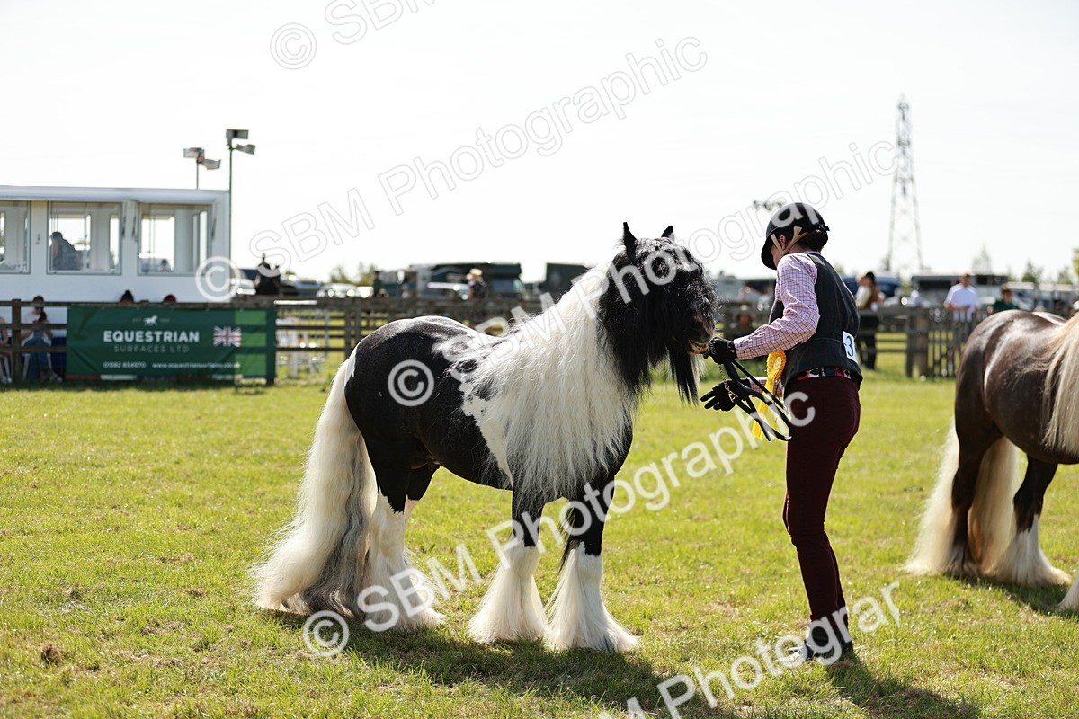 SBM_08908 - Class 63-65 - Traditional Gypsy Cobs In Hand & Ridden