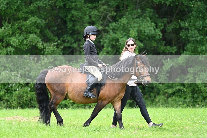 WJ7_3913 - Class 14A Handsome Gelding