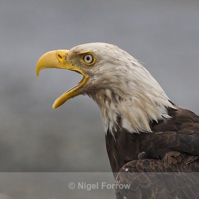 Close-up of a Bald Eagle at Homer Spit in Alaska - Bald Eagle