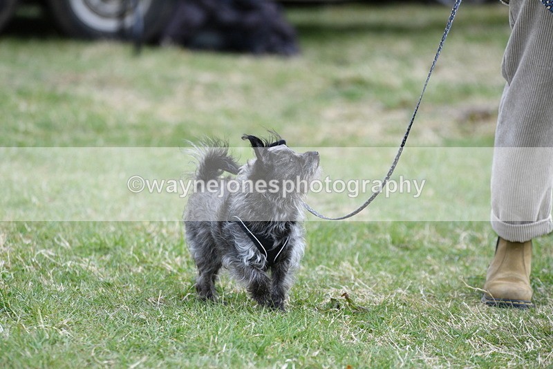 WJ5_9097 - Class 1 Best Cross Breed / Heniz 57