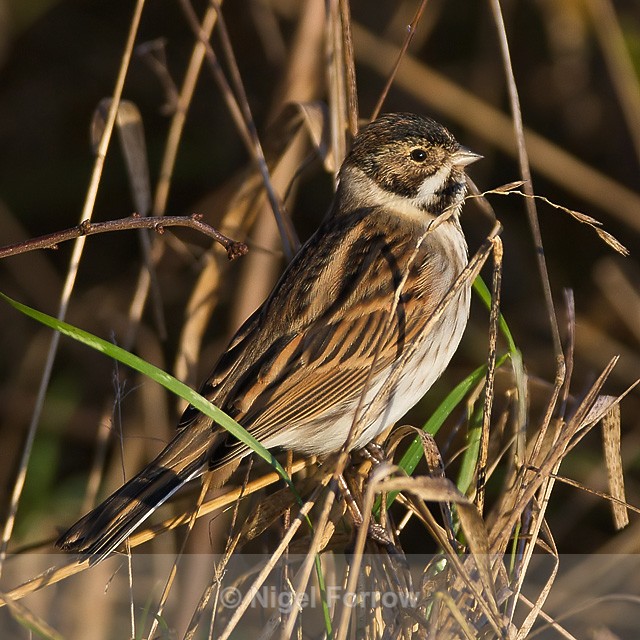Reed Bunting - Reed Bunting
