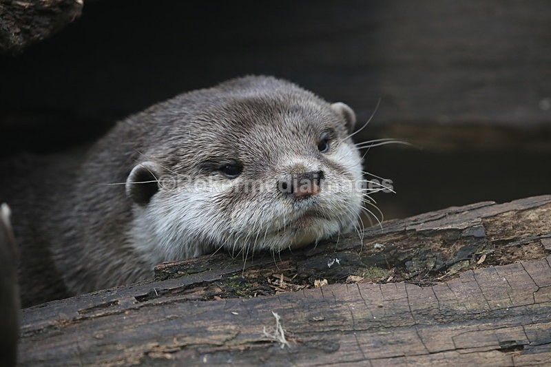  - Wildlife