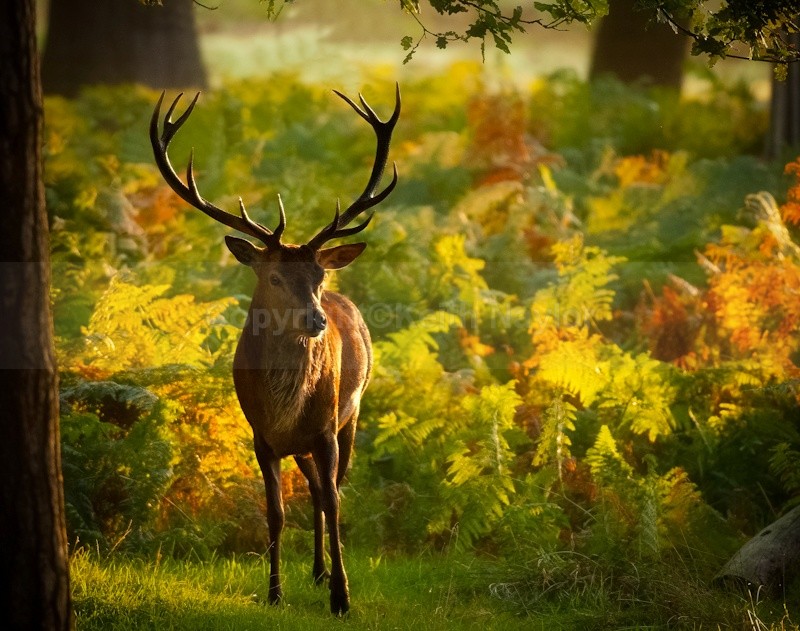 Red Deer Stag - Latest Work