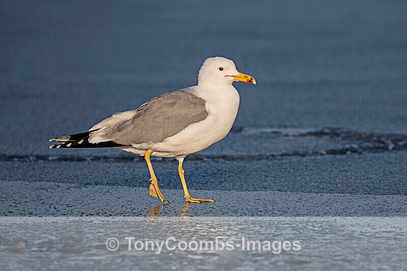 Yellow-legged Gull - Lake Kerkini