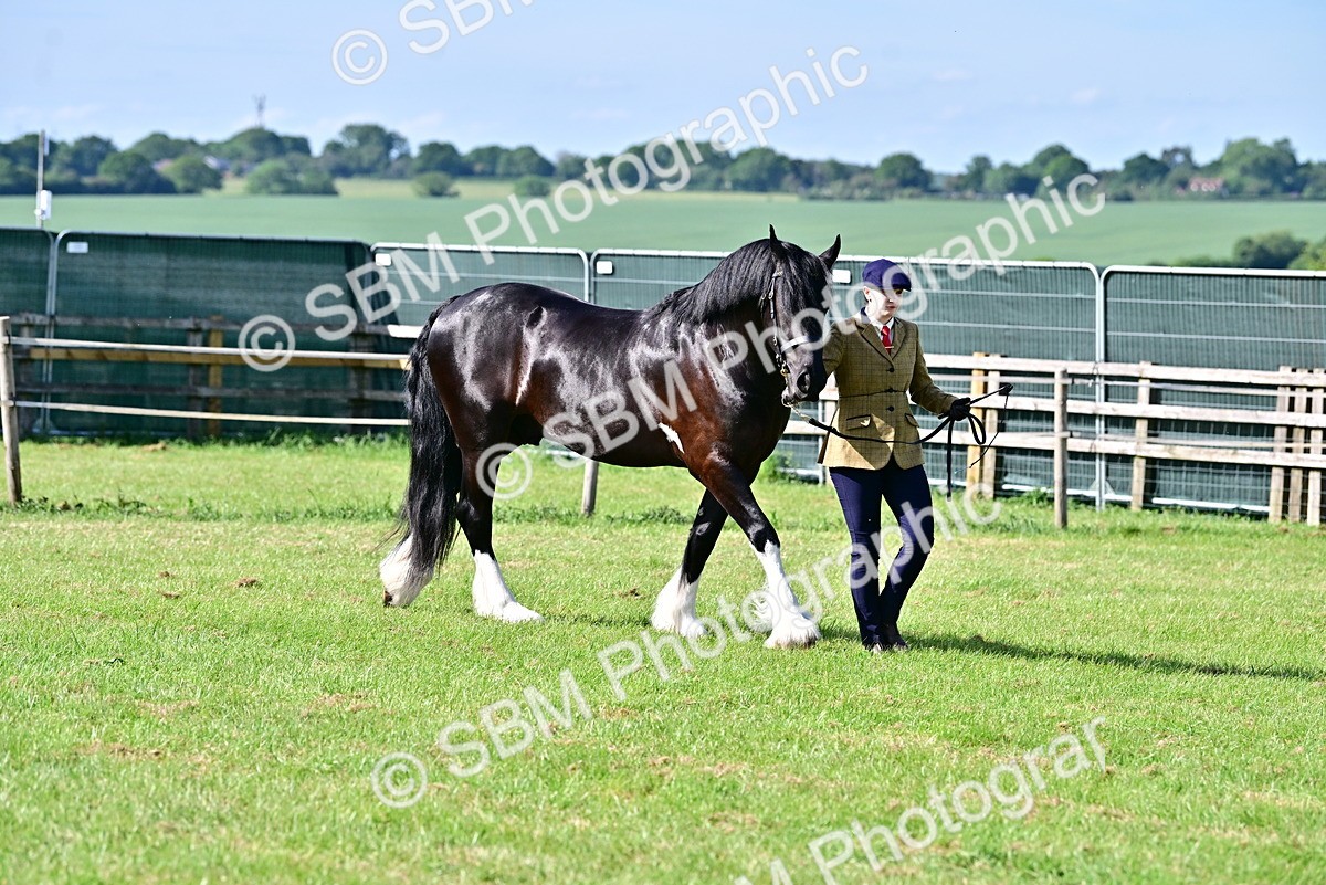 SBM_10017 - Class 63-65 - Traditional Gypsy Cobs In Hand & Ridden