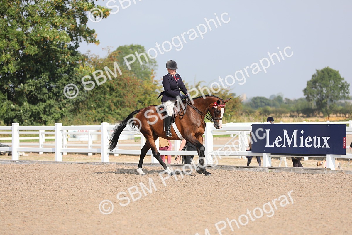 SBM_11351 - Class 305 Ridden Foreign Breeds- Pure Bred