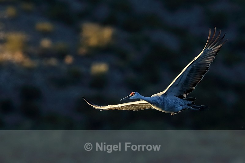Sandhill Crane flying to roost, Bosque del Apache, New Mexico - Sandhill Crane