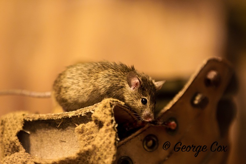 House Mouse