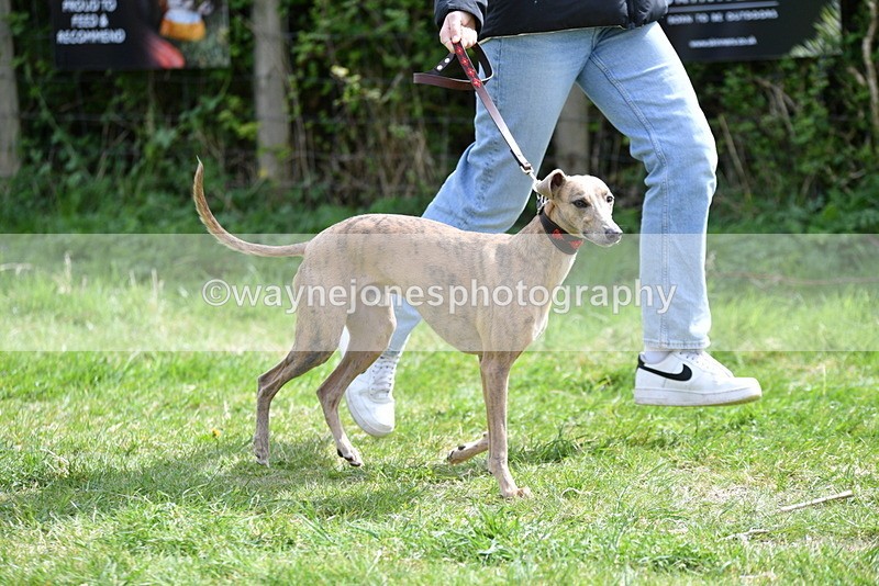 WJ5_9681 - Class 3 Most Handsome Dog