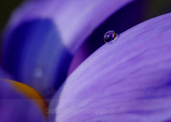  - Floria Macro