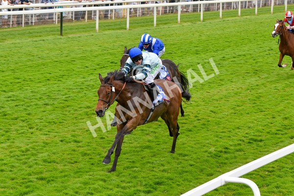 170623-Race 3-Quickthorn-7052 - Race 3 3.05pm Sky Bet Race To The Ebor Grand Cup Stakes
