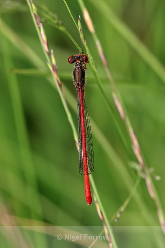 Small Red Damselfly from above, Arne RSPB Nature Reserve, Dorset - INSECTS