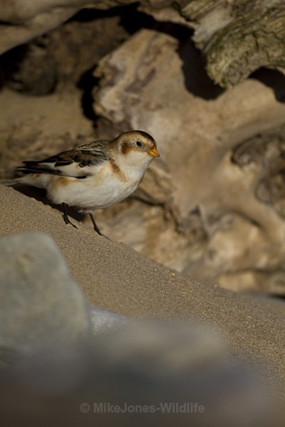 SNOW BUNTINGS - SNOW BUNTINGS
