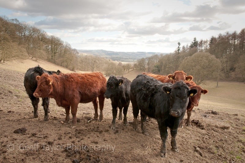 Cattle at Topley - Wenlock Edge