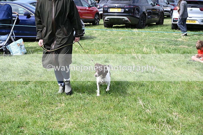 WJ6_8995 - Class 8 Best Working / Gun Dog or Bitch