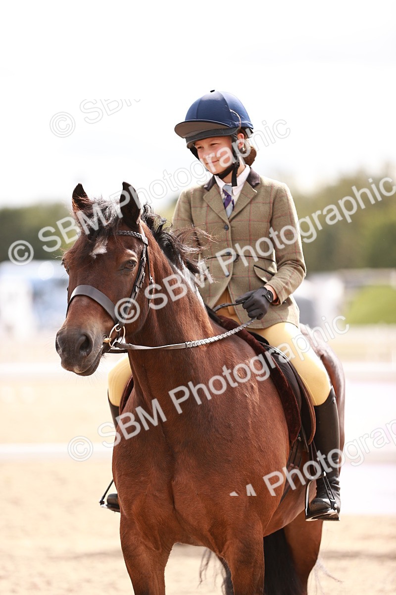 SBM_18305 - Class 417 - Handsome Gelding (IH or Ridden - JNR)