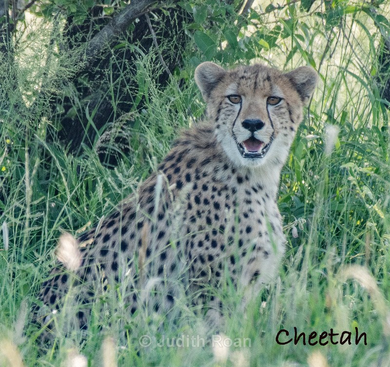  - South Africa Birds and Mammals