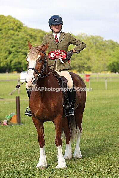 IMG_4914 - Working Hunter