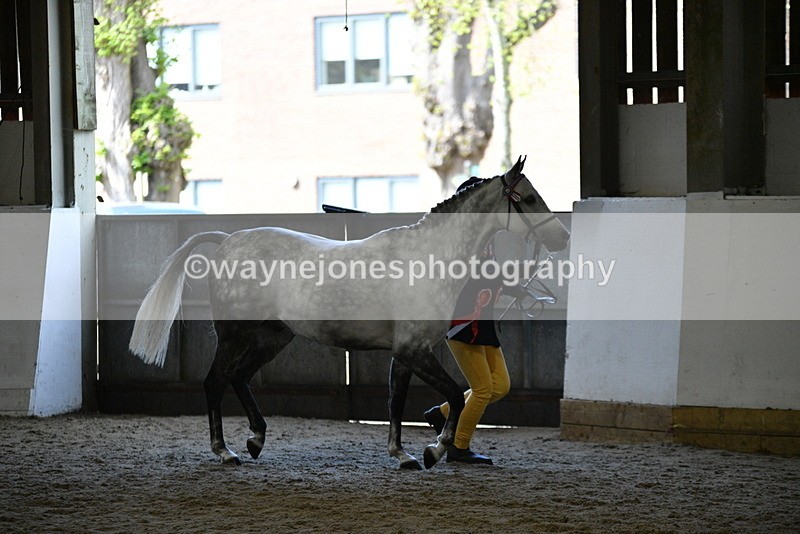 WJ5_5731 - Morning in hand Championship