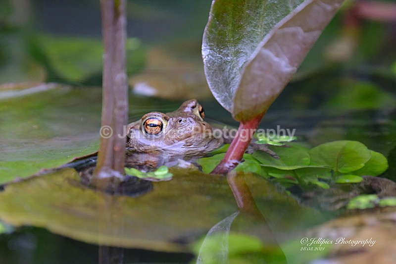  - Wildlife and Nature